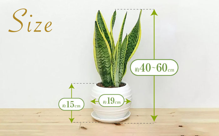観葉植物 サンスベリア ボール型 陶器鉢  白 / 観葉 植物 インテリア おしゃれ / 大村市 / 琴花園[ACYK025]