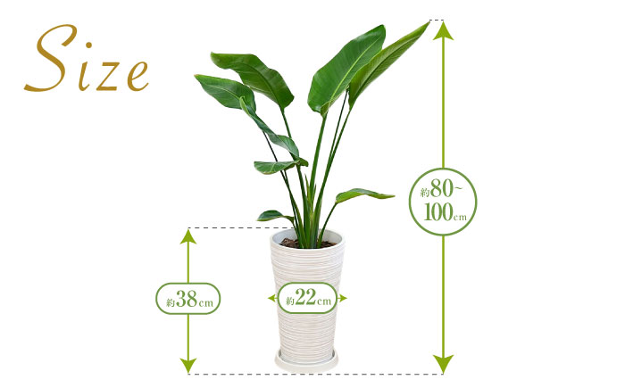 ストレリチア オーガスタ デザイン鉢（ホワイト） / 観葉 植物 インテリア おしゃれ / 大村市 / 琴花園[ACYK031]