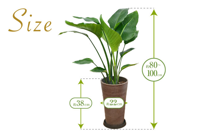 ストレリチア オーガスタ デザイン鉢（ブラウン） / 大村市 / 琴花園[ACYK032] 観葉植物 オーガスタ インテリア ストレリチア デザイン鉢