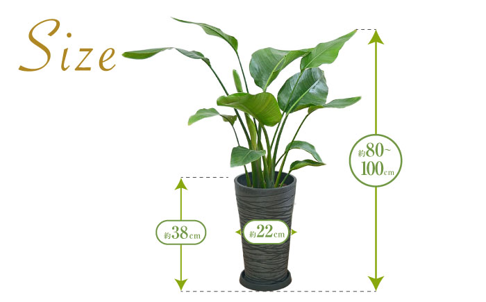 ストレリチア オーガスタ デザイン鉢（ブラック） / 観葉 植物 インテリア おしゃれ プレゼント / 大村市 琴花園[ACYK033]