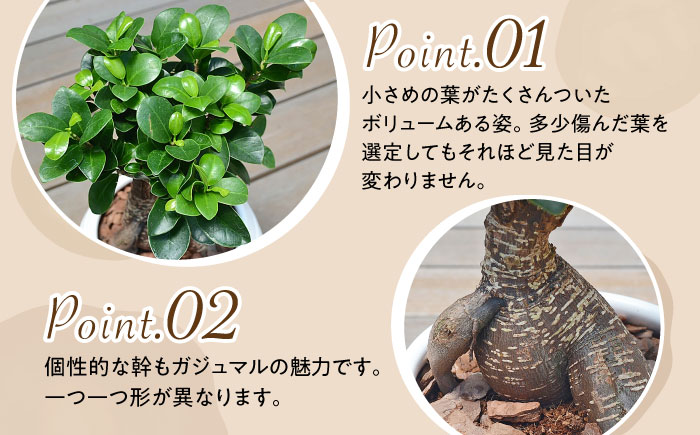 観葉植物 ガジュマル 多幸の木 ボール形 陶器 鉢 （黒）/がじゅまる ガジュマル 陶器鉢 観葉 植物 インテリア おしゃれ プレゼント/大村市/琴花園 [ACYK035]