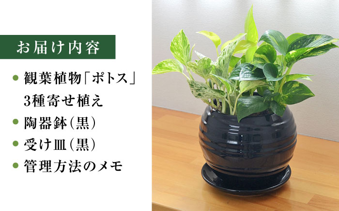 観葉植物 ポトス オウゴンカズラ 3種 寄せ植え ボール形 陶器 鉢植え （黒）/観葉 鉢 植物 インテリア おしゃれ プレゼン/大村市/琴花園 [ACYK036]