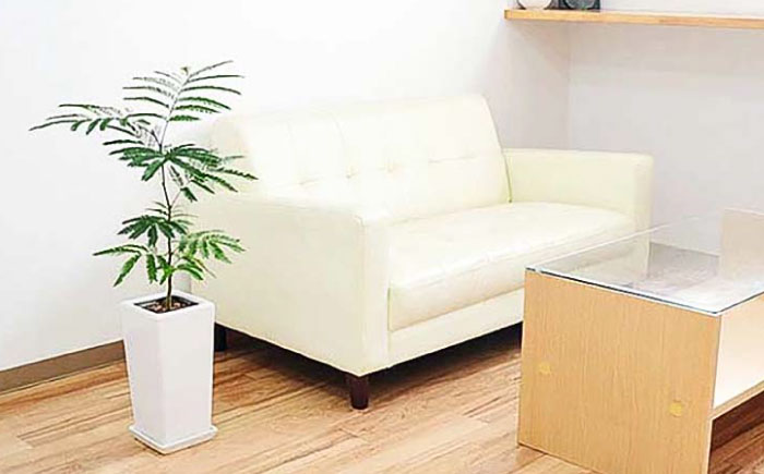 観葉植物 エバーフレッシュ ネムノキ スクエア陶器鉢植え 6号/観葉 鉢 植物 インテリア おしゃれ プレゼント/大村市/琴花園 [ACYK038]