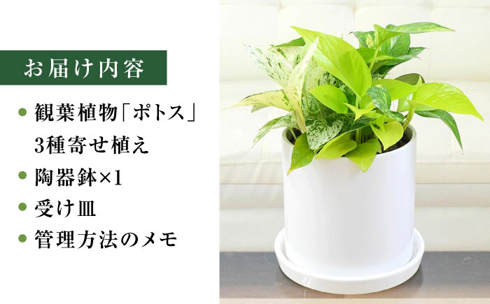 観葉植物 ポトス 3種類寄せ植え 円柱形陶器鉢植え/観葉 観葉植物 ぽとす 植物 鉢 インテリア おしゃれ プレゼント/大村市/琴花園 [ACYK039]