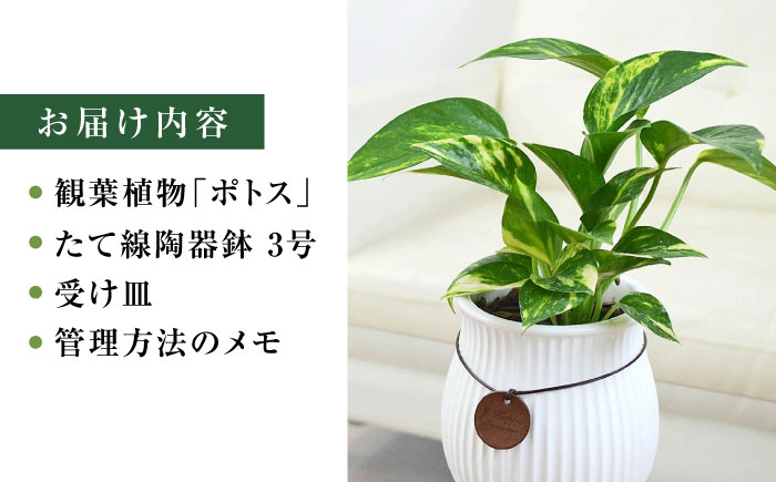 観葉植物 ポトス陶器鉢 バーティカルライン タグ付き 3号/ ポトス ぽとす 観葉 植物 インテリア おしゃれ プレゼント/大村市/琴花園 [ACYK040]