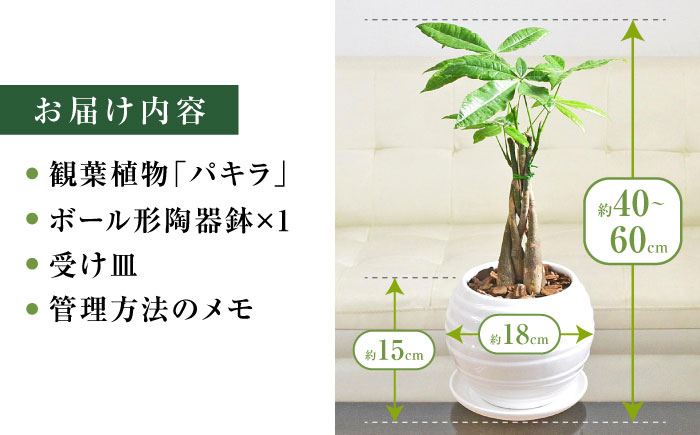 観葉植物 パキラ 編み込み ボール形 陶器鉢植え/ 観葉 植物 インテリア おしゃれ プレゼント/大村市/琴花園 [ACYK041]