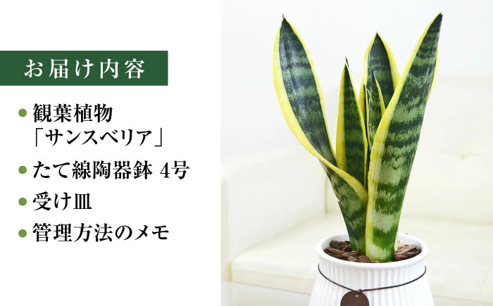 観葉植物 サンスベリア  ローレンティ バーティカルライン タグ付き 4号 ホワイト/サンスベリア 鉢植え 観葉 植物 インテリア おしゃれ プレゼント/大村市/琴花園 [ACYK043]