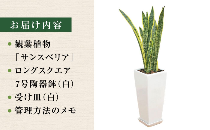 観葉植物 サンスベリア ローレンティ 7号 白 陶器鉢植え 75cm ロングスクエア/サンスベリア 鉢植え 観葉 植物 インテリア おしゃれ プレゼント/大村市/琴花園 [ACYK044]