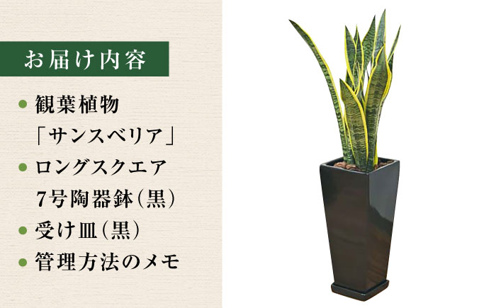 観葉植物 サンスベリア ローレンティ 7号 黒 陶器鉢植え 75cm ロングスクエア/サンスベリア 鉢植え 観葉 植物 インテリア おしゃれ プレゼント/大村市/琴花園 [ACYK045]