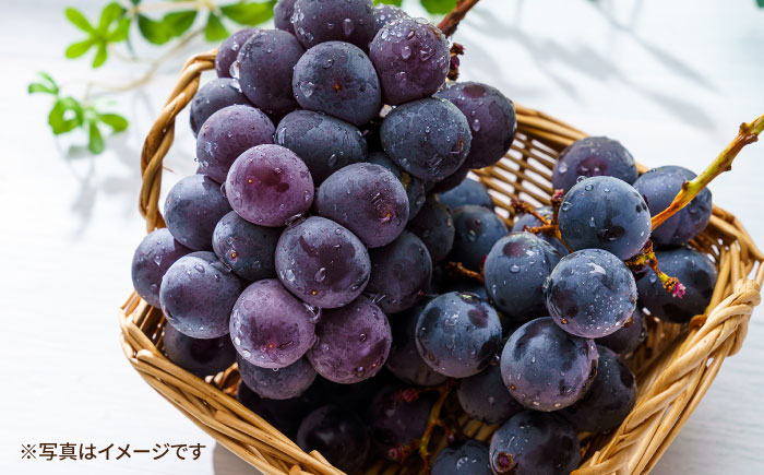 【先行受付】8月下旬より順次発送 旬のブドウ　3種詰め合わせ　約3kg　箱入り / ぶどう 葡萄 ブドウ フルーツ ふるーつ 果物 くだもの / 大村市 / 大又農園 [ACZO004]