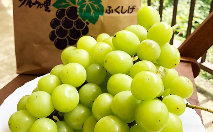 【先行受付】8月下旬より順次発送 シャインマスカット　約2kg 箱入り / シャインマスカット しゃいんますかっと ぶどう ブドウ 葡萄 フルーツ ふるーつ 果物 くだもの / 大村市 / 大又農園 [ACZO005]