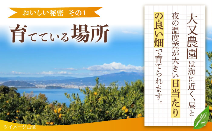 みかん 7.5kg 詰合せ 長崎県産 /柑橘 みかん 蜜柑/大村市 大又農園 [ACZO007]