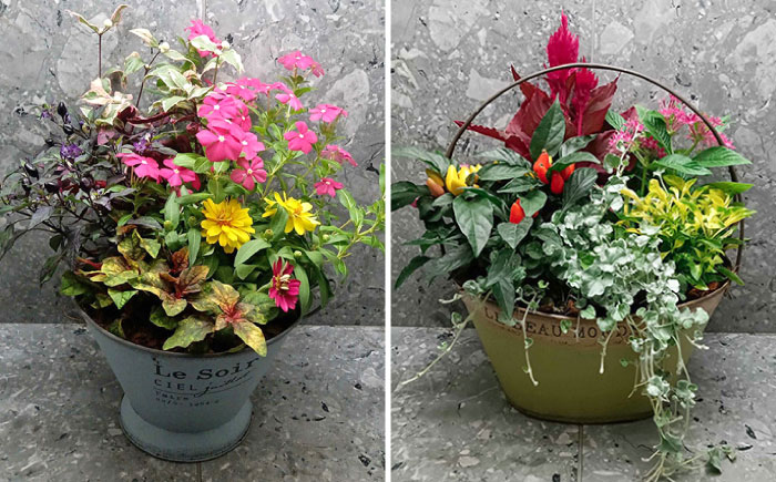 【4回定期便】おまかせ 季節の 寄せ植え プランター  / 観葉植物 鉢植え 鉢 植物 花 フラワー 旬 育てやすい 寄せ植え おしゃれ インテリア プランター / 大村市 / アトリウム琴花園[ACZZ009]