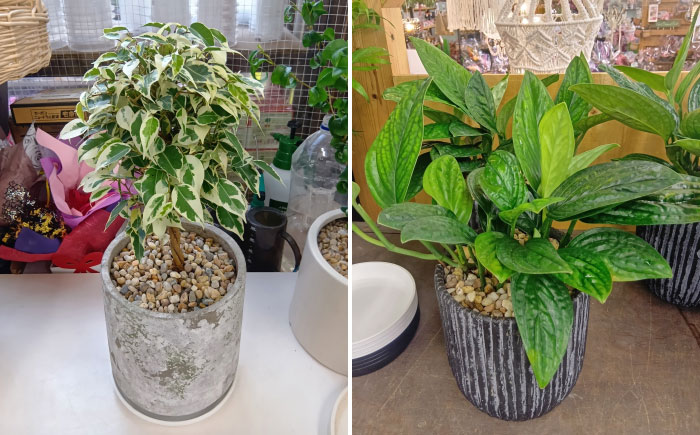 【年12回定期便 】おまかせ そのまま飾れる インテリアグリーン  / 植物 観葉植物 鑑賞用 インテリアグリーン インテリア 室内 おまかせ 置き型 / 大村市 / アトリウム琴花園[ACZZ010]