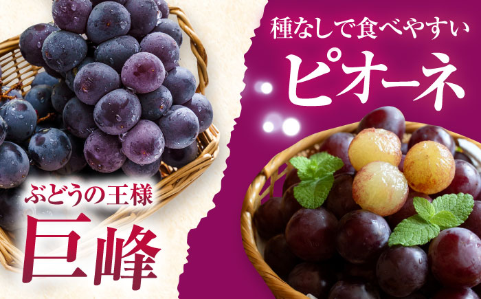 【2026年8月中旬より順次発送予定】シャインマスカット・ぶどうセット 約1.5kg / 先行予約 シャインマスカット しゃいんますかっと マスカット ますかっと ブドウ ぶどう 葡萄 フルーツ ふるーつ 果物 くだもの / 大村市 / おおむら夢ファームシュシュ[ACAA007]