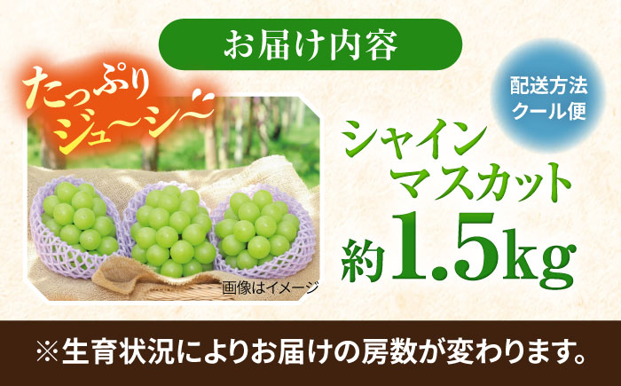 【2026年8月中旬以降発送開始】 シャインマスカット 2～3房 約1.5kg /マスカット シャイン ぶどう 葡萄/大村市/おおむら夢ファームシュシュ [ACAA480]