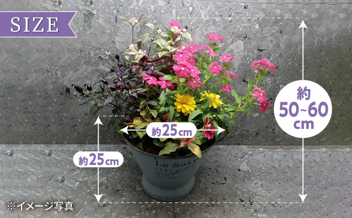 【4回定期便】おまかせ 季節の寄せ植え プランター / 寄せ植え 鉢植え テラコッタ鉢 花 季節の花 プランター / 大村市 アトリウム琴花園[ACZZ006]