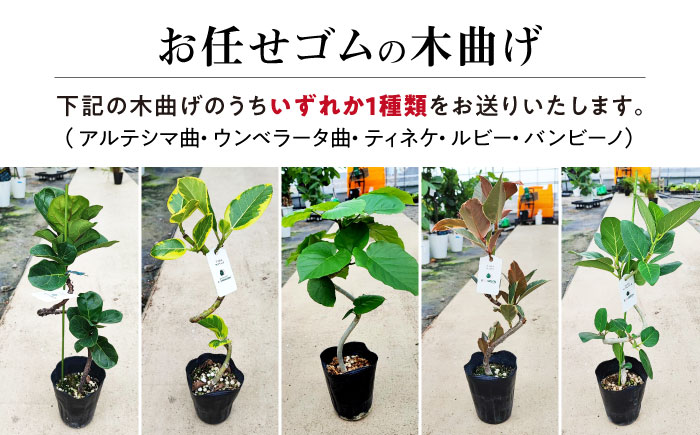 観葉植物オリジナル4点セット（ガジュマル大・ゴムの木曲がり・季節のミニ観葉）/ 観葉植物 室内観葉植物 ガジュマル ガジュマルの木 がじゅまる ゴムの木 インテリア おしゃれ / エコグリーンヒガシ / 大村市[ACAL001]