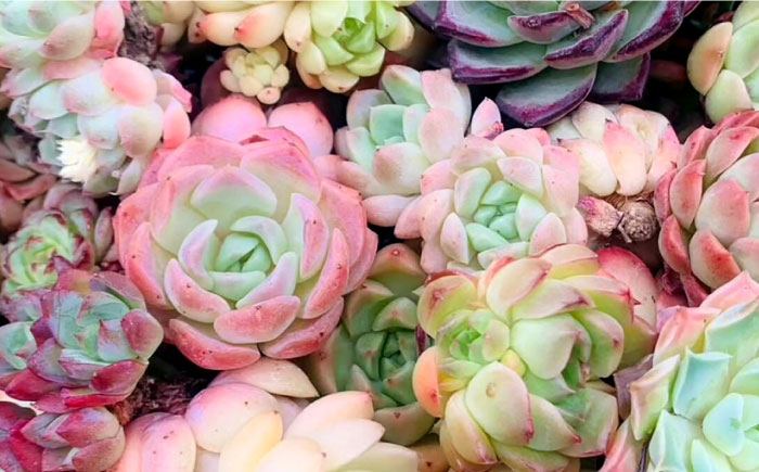 オリジナル鉢付き！かわいい売れ筋多肉植物お届けセットC / 観葉植物 多肉 多肉植物 寄せ植え セット 鉢付き かわいい ミニ 小さい 観葉 インテリア / エコグリーンヒガシ / 大村市[ACAL006]