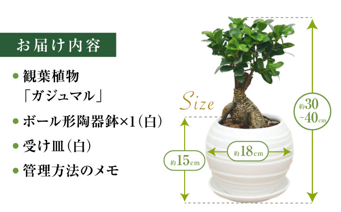 観葉植物 ガジュマル 多幸の木 ボール形 陶器 鉢 （白） / ガジュマル 陶器鉢 観葉 植物 インテリア おしゃれ プレゼント / 大村市 /琴花園[ACYK008]