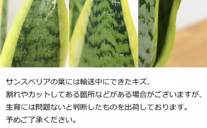 観葉植物  サンスベリア  ローレンティ 10号 ブラックセラート 鉢植え インテリア / サンスベリア 鉢植え 観葉 植物 インテリア おしゃれ プレゼント / 大村市 /琴花園[ACYK013]