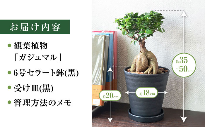 観葉植物 ガジュマル 多幸の木 6号 ブラックセラアート 鉢 / ガジュマル 鉢植え 観葉 植物 インテリア おしゃれ プレゼント / 大村市 /琴花園[ACYK015]