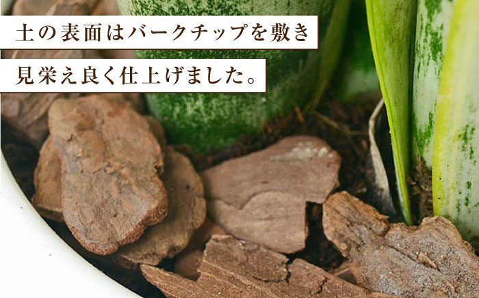 観葉植物 サンスベリア ボール型 陶器鉢 黒 / 観葉 植物 インテリア おしゃれ プレゼント / 大村市 / 琴花園[ACYK016]