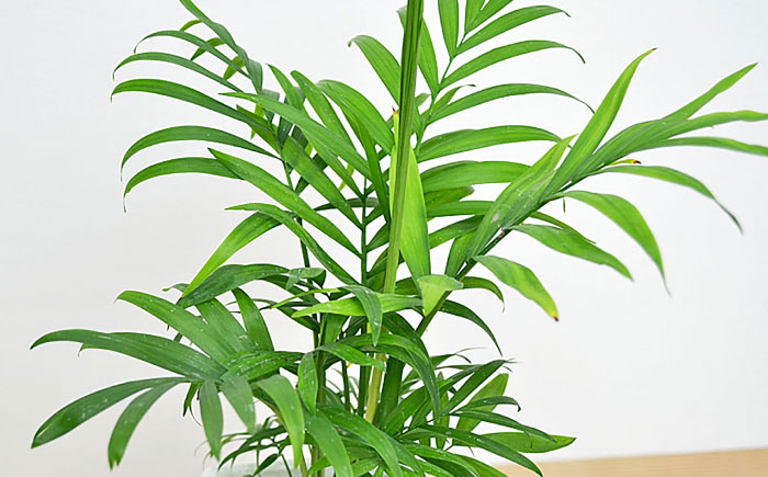 観葉植物 テーブルヤシ スクエア 陶器鉢 受け皿付き  / 観葉 植物 インテリア おしゃれ プレゼント / 大村市 / 琴花園[ACYK017]
