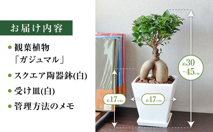 観葉植物 ガジュマル 多幸の木 ホワイトスクエア 陶器鉢  / ガジュマル 鉢植え 観葉 植物 インテリア おしゃれ プレゼント / 大村市 /琴花園[ACYK018]