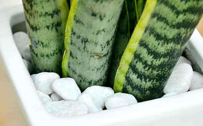 観葉植物 サンスベリア 陶器鉢植え 植物 インテリア 角型  / 観葉 植物 インテリア おしゃれ プレゼント / 大村市 / 琴花園[ACYK020]