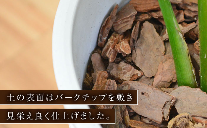 ストレリチア オーガスタ デザイン鉢（ホワイト） / 観葉 植物 インテリア おしゃれ / 大村市 / 琴花園[ACYK031]