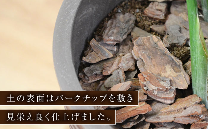 ストレリチア オーガスタ デザイン鉢（ブラウン） / 大村市 / 琴花園[ACYK032] 観葉植物 オーガスタ インテリア ストレリチア デザイン鉢