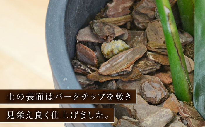 ストレリチア オーガスタ デザイン鉢（ブラック） / 観葉 植物 インテリア おしゃれ プレゼント / 大村市 琴花園[ACYK033]