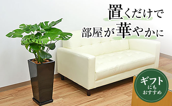 観葉植物 モンステラ 8号  陶器鉢植え 黒（80～100cm前後）/ 室内観葉植物 インテリア ロングスクエア 大型 おしゃれ 鉢植え / 大村市 / 琴花園 [ACYK034]