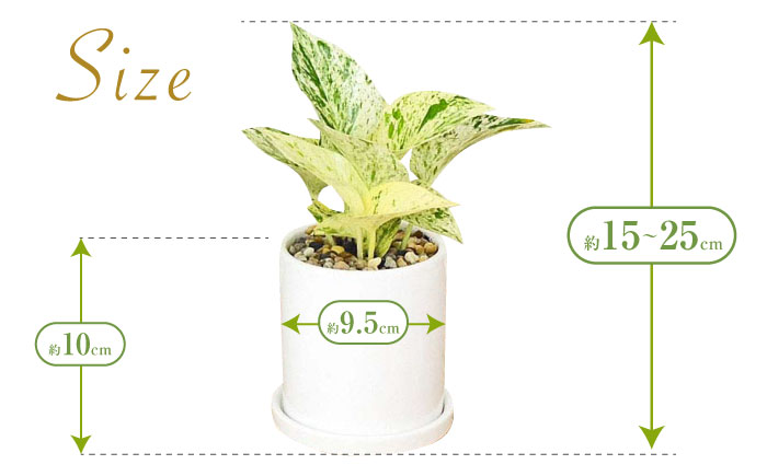 観葉植物 ポトス 3種類 3鉢セット/観葉 観葉植物セット ぽとす 植物 鉢 インテリア おしゃれ プレゼント/大村市/琴花園 [ACYK037]