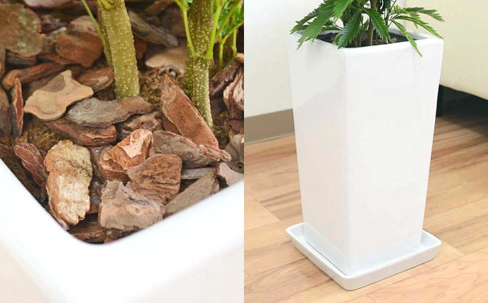 観葉植物 エバーフレッシュ ネムノキ スクエア陶器鉢植え 6号/観葉 鉢 植物 インテリア おしゃれ プレゼント/大村市/琴花園 [ACYK038]