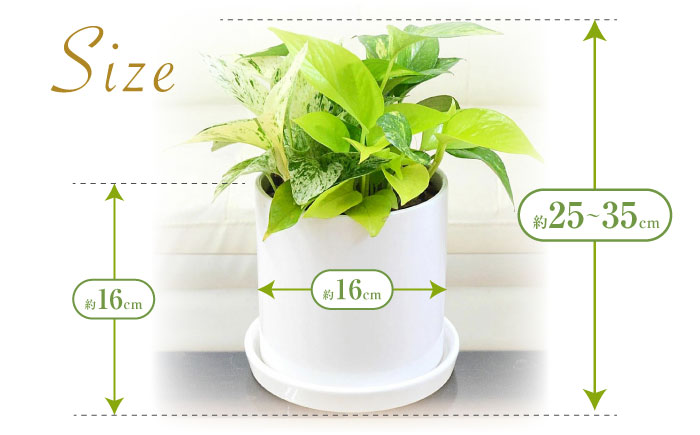 観葉植物 ポトス 3種類寄せ植え 円柱形陶器鉢植え/観葉 観葉植物 ぽとす 植物 鉢 インテリア おしゃれ プレゼント/大村市/琴花園 [ACYK039]