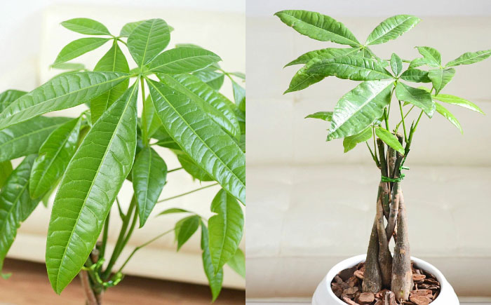 観葉植物 パキラ 編み込み ボール形 陶器鉢植え/ 観葉 植物 インテリア おしゃれ プレゼント/大村市/琴花園 [ACYK041]