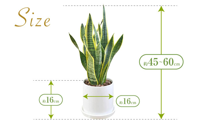 観葉植物 サンスベリア ローレンティ円柱形シリンダー陶器鉢植え/サンスベリア 鉢植え 観葉 植物 インテリア おしゃれ プレゼント/大村市/琴花園 [ACYK042]