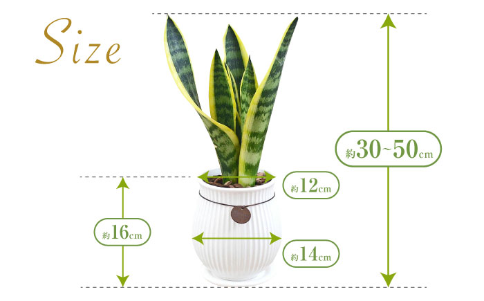 観葉植物 サンスベリア  ローレンティ バーティカルライン タグ付き 4号 ホワイト/サンスベリア 鉢植え 観葉 植物 インテリア おしゃれ プレゼント/大村市/琴花園 [ACYK043]