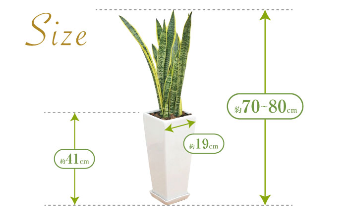 観葉植物 サンスベリア ローレンティ 7号 白 陶器鉢植え 75cm ロングスクエア/サンスベリア 鉢植え 観葉 植物 インテリア おしゃれ プレゼント/大村市/琴花園 [ACYK044]