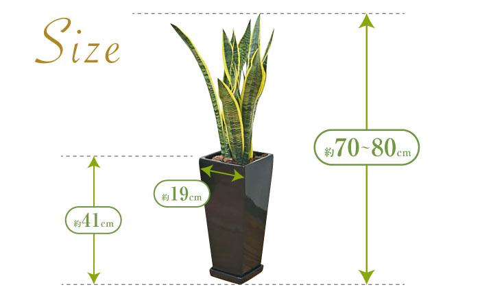 観葉植物 サンスベリア ローレンティ 7号 黒 陶器鉢植え 75cm ロングスクエア/サンスベリア 鉢植え 観葉 植物 インテリア おしゃれ プレゼント/大村市/琴花園 [ACYK045]