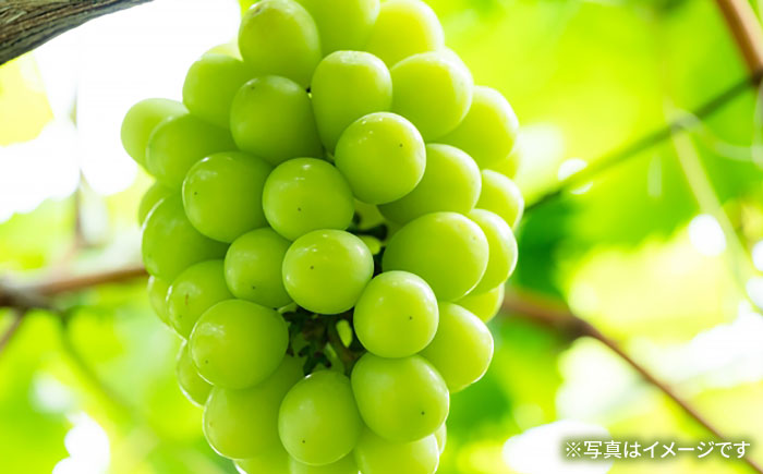 【先行受付】8月下旬より順次発送 旬のブドウ　3種詰め合わせ　約3kg　箱入り / ぶどう 葡萄 ブドウ フルーツ ふるーつ 果物 くだもの / 大村市 / 大又農園 [ACZO004]