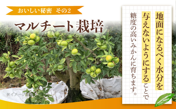 みかん 7.5kg 詰合せ 長崎県産 /柑橘 みかん 蜜柑/大村市 大又農園 [ACZO007]