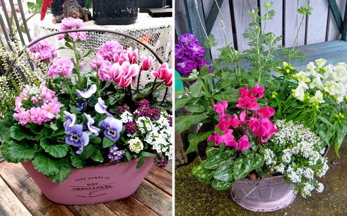 おまかせ 季節の寄せ植え プランター 1鉢 /  観葉植物 鉢植え 鉢 植物 花 フラワー 旬 育てやすい 寄せ植え おしゃれ インテリア プランター / 大村市 /アトリウム琴花園[ACZZ008]