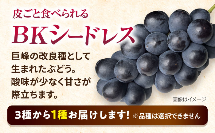 【2026年8月中旬より順次発送予定】シャインマスカット・ぶどうセット 約1.5kg / 先行予約 シャインマスカット しゃいんますかっと マスカット ますかっと ブドウ ぶどう 葡萄 フルーツ ふるーつ 果物 くだもの / 大村市 / おおむら夢ファームシュシュ[ACAA007]