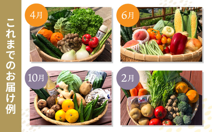 【9回定期便】シュシュの直売所から野菜・果物定期便コース / 野菜 やさい 果物 くだもの フルーツ ふるーつ 産地直送 フルーツ定期便 / 大村市 / おおむら夢ファームシュシュ[ACAA166]