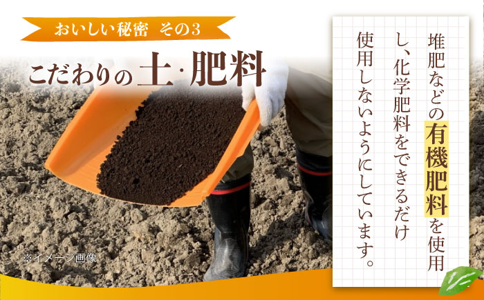 みかん 5kg 詰合せ 長崎県産 / 柑橘 みかん 蜜柑 / 大村市 大又農園[ACZO001]
