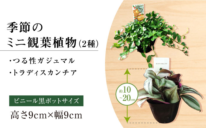 観葉植物オリジナル4点セット（ガジュマル大・ゴムの木曲がり・季節のミニ観葉）/ 観葉植物 室内観葉植物 ガジュマル ガジュマルの木 がじゅまる ゴムの木 インテリア おしゃれ / エコグリーンヒガシ / 大村市[ACAL001]