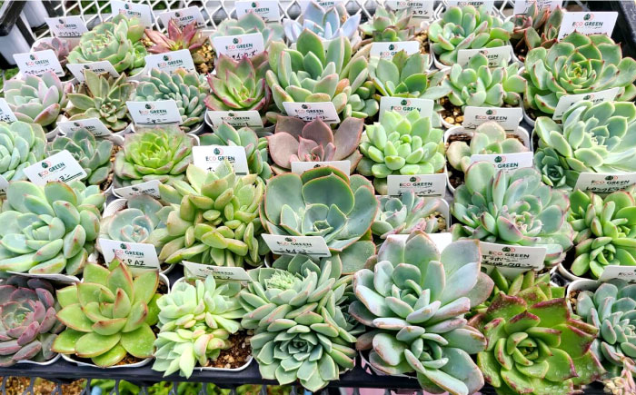 オリジナル鉢付き！かわいい売れ筋多肉植物お届けセットA エコグリーンヒガシ 大村市 [ACAL004]